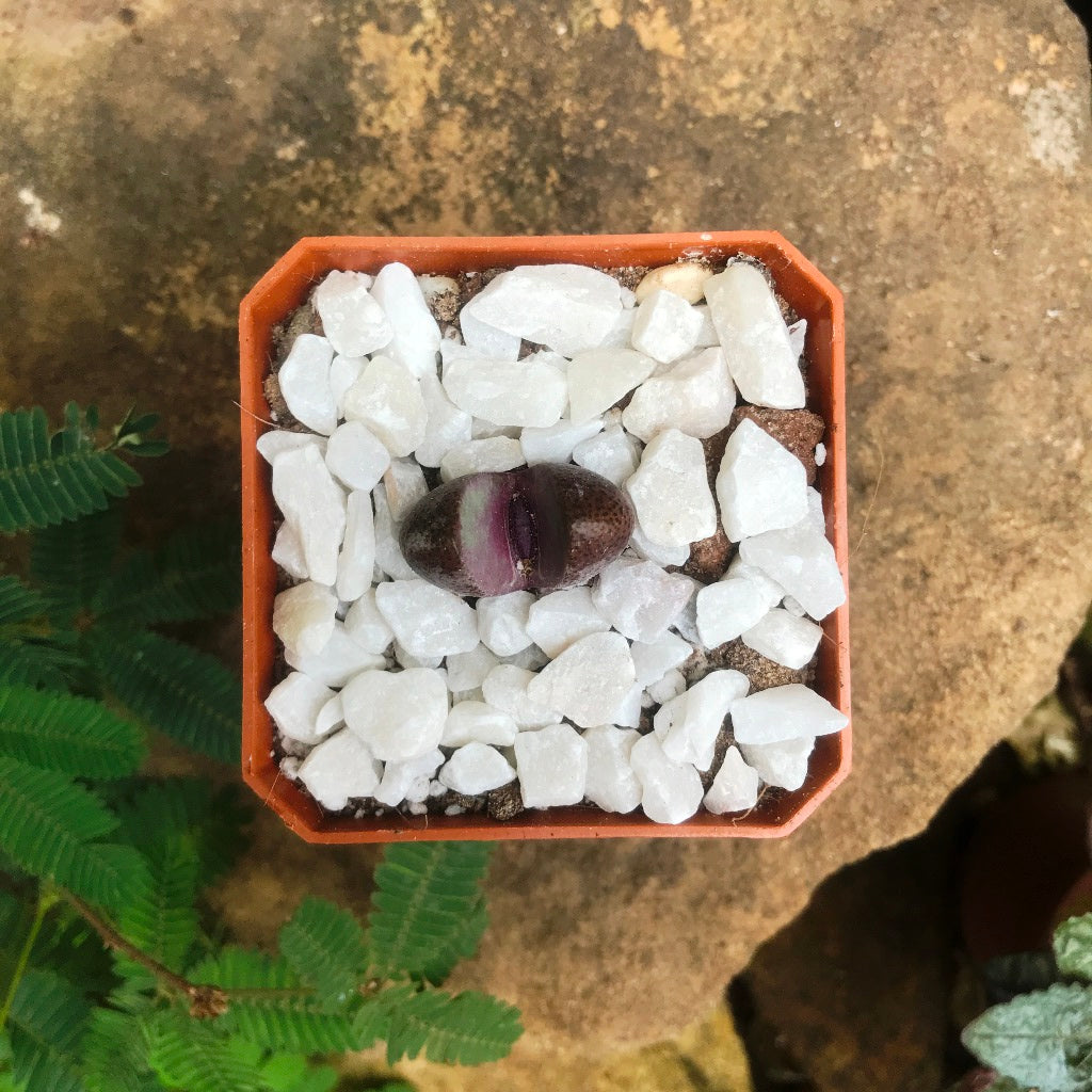 Pleiospilos Nelii Royal Flush Split Rock Succulent Plant