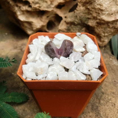  Pleiospilos Nelii Royal Flush Split Rock Succulent Plant