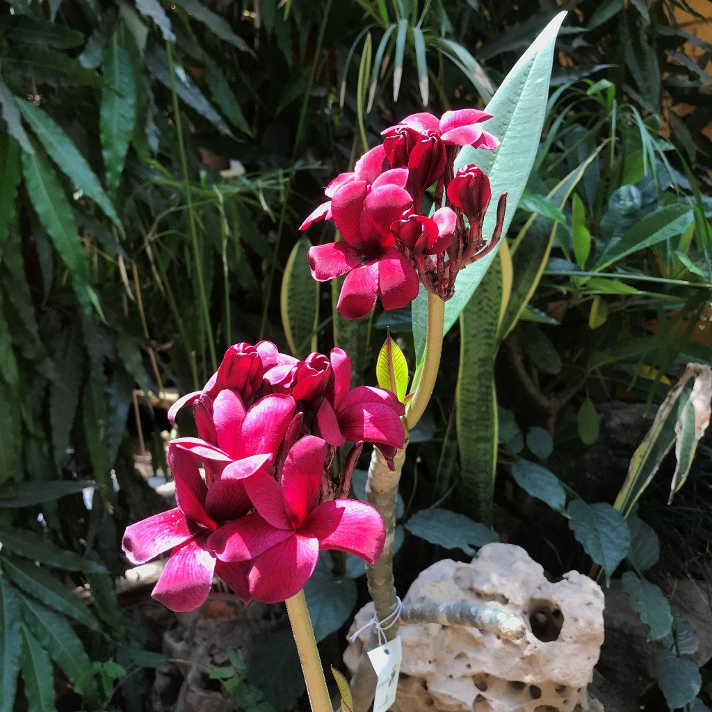  Plumeria Black Tiger Champa Plant