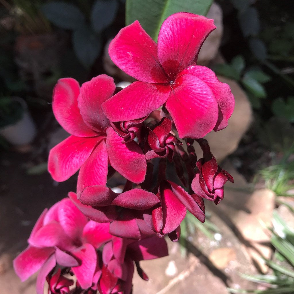  Plumeria Black Tiger Champa Plant