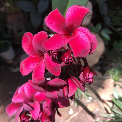  Plumeria Black Tiger Champa Plant
