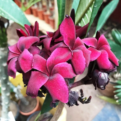  Plumeria Black Tiger Champa Plant