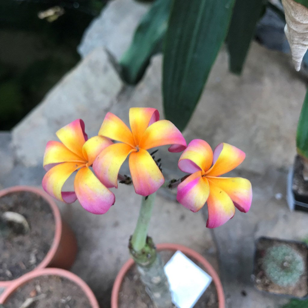  Plumeria Rubra Firestorm Champa Plant