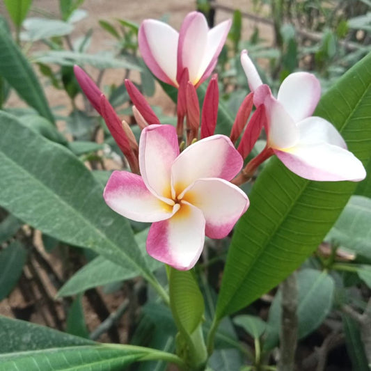  Plumeria Queen Napranum Champa Plant