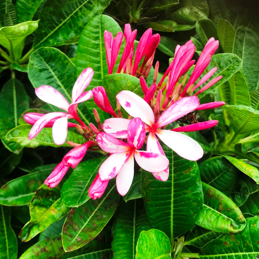  Plumeria Splash Singapore Champa Plant