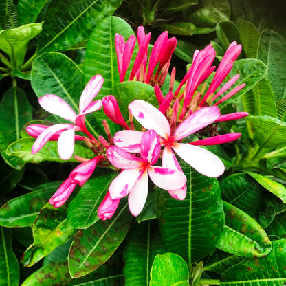  Plumeria Splash Singapore Champa Plant
