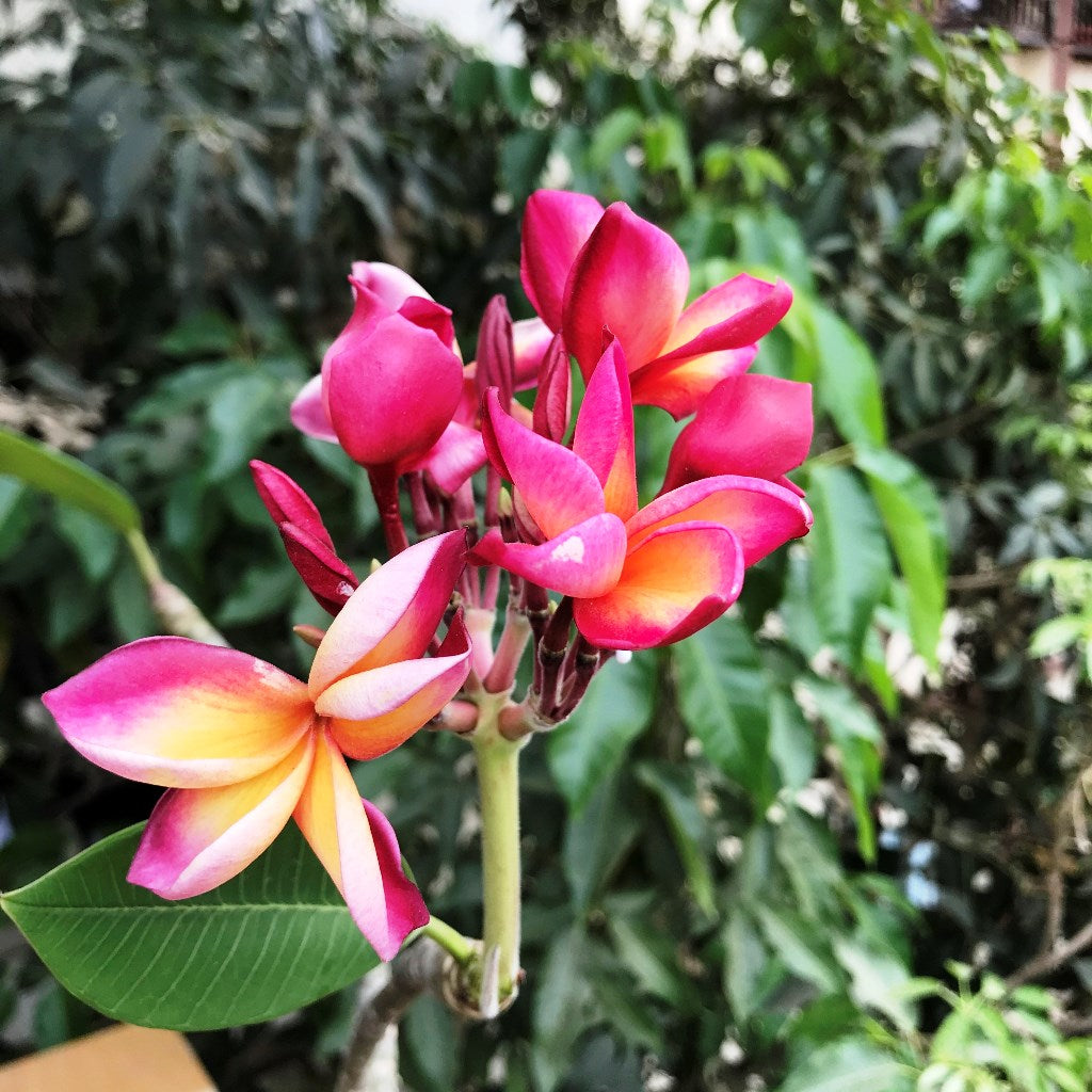  Plumeria Symphony Champa Plant