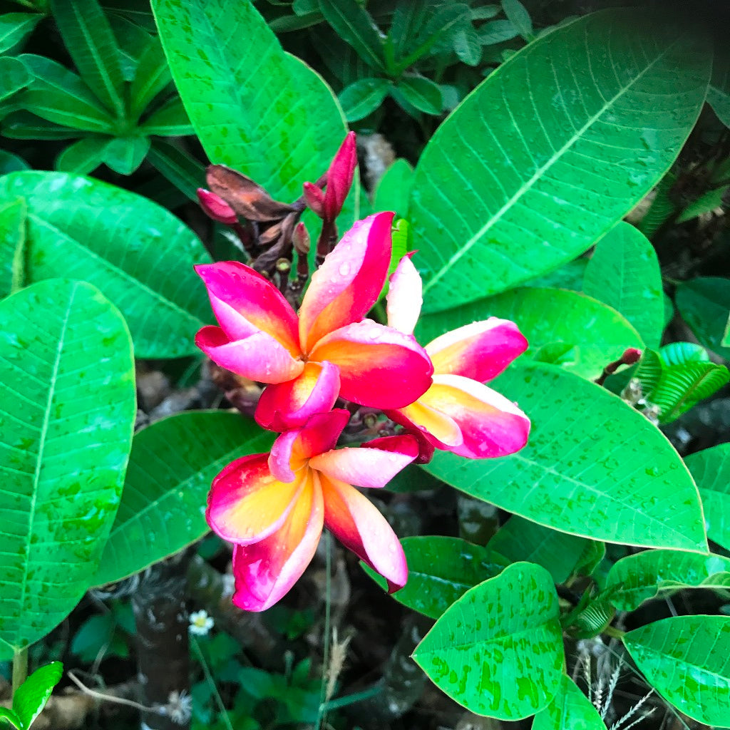  Plumeria Symphony Champa Plant