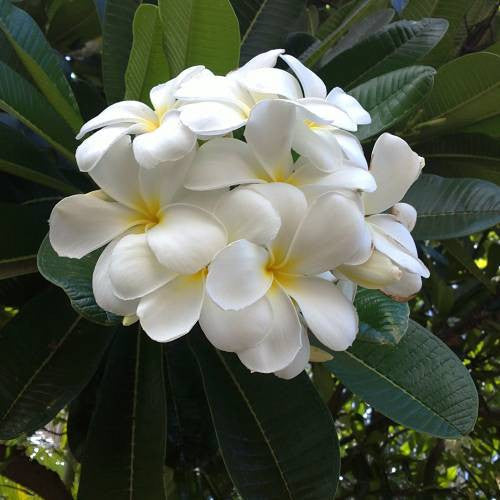  Plumeria Alba Champa Plant