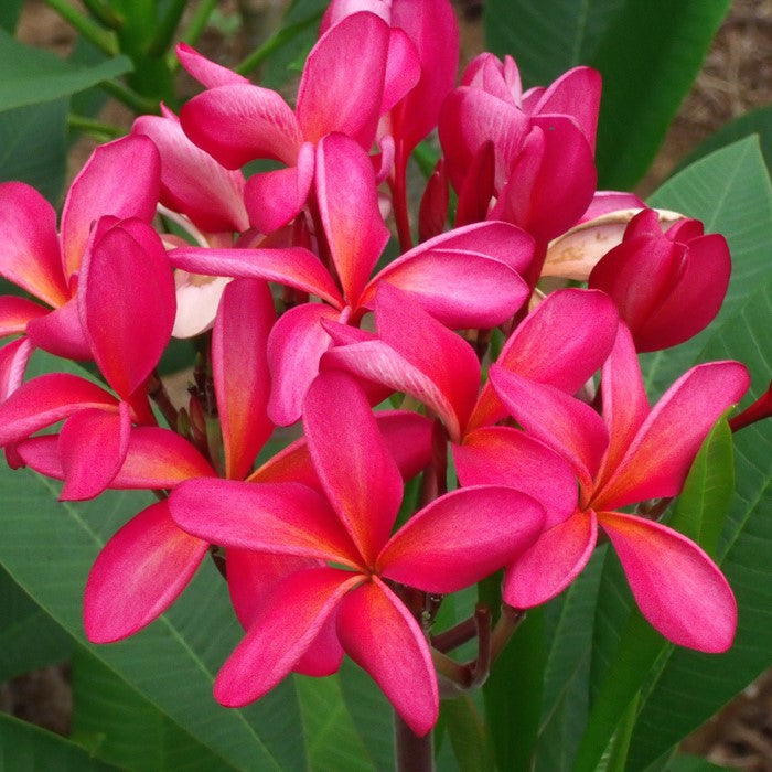  Plumeria King Napranum Champa Plant