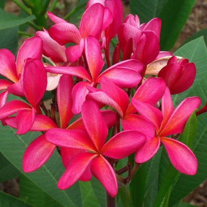  Plumeria King Napranum Champa Plant