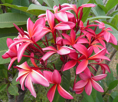  Plumeria King Napranum Champa Plant