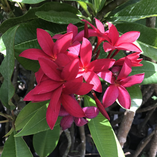  Plumeria Rubra Scarlet Knight Champa Plant