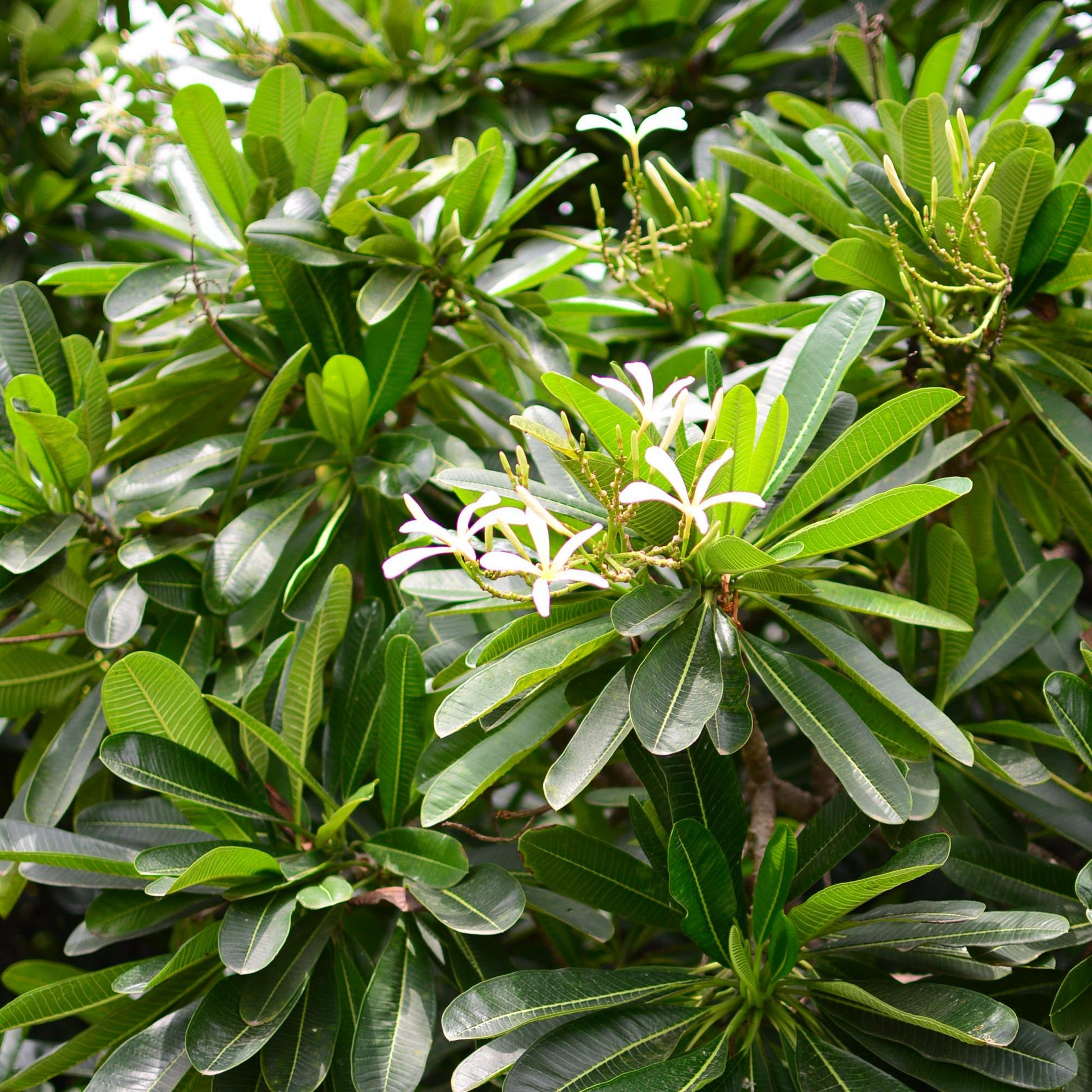  Plumeria Filifolia Champa Plant