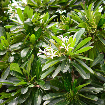  Plumeria Filifolia Champa Plant