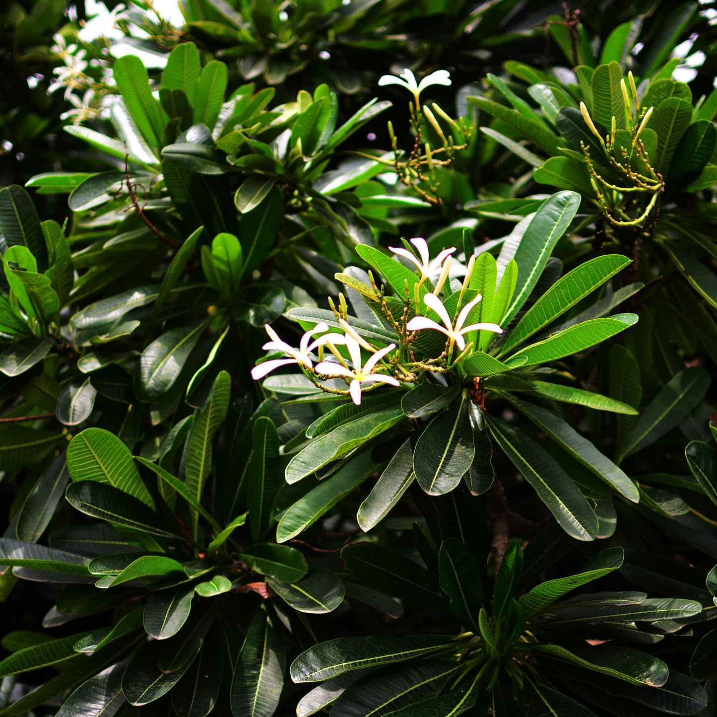  Plumeria Filifolia Champa Plant