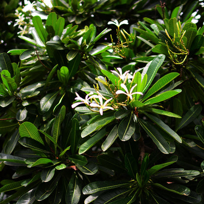  Plumeria Filifolia Champa Plant