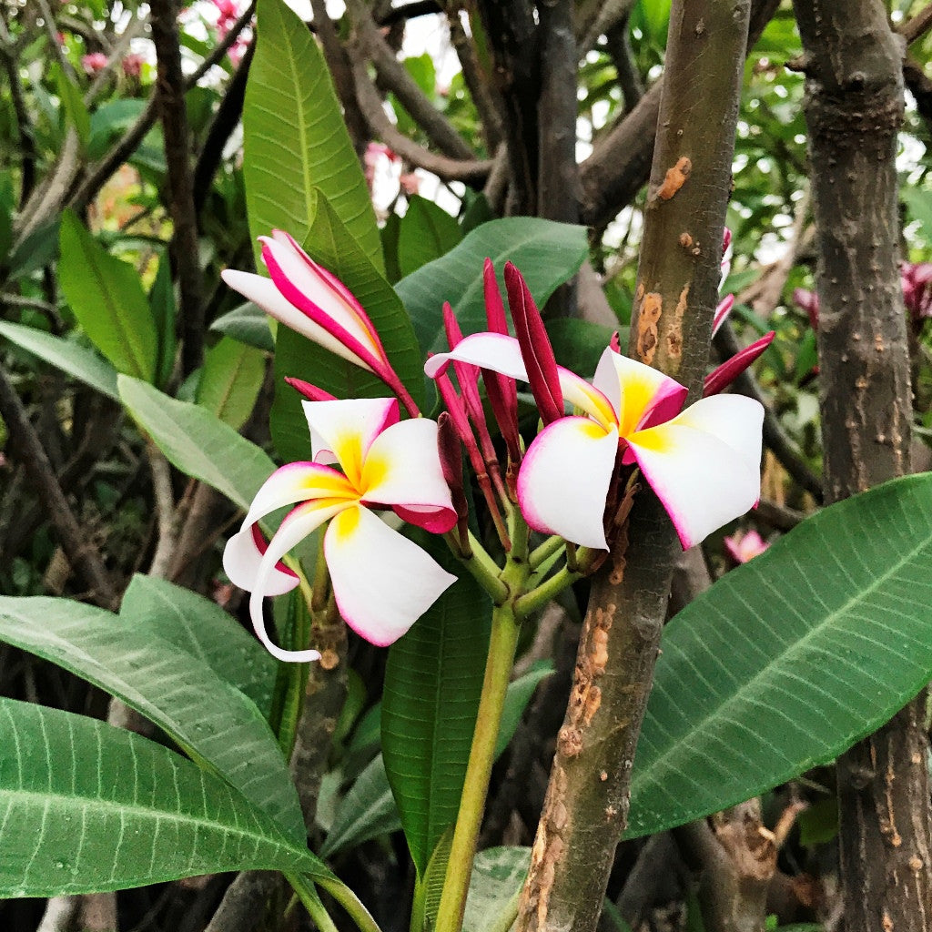  Plumeria Rubra Melody Champa Plant