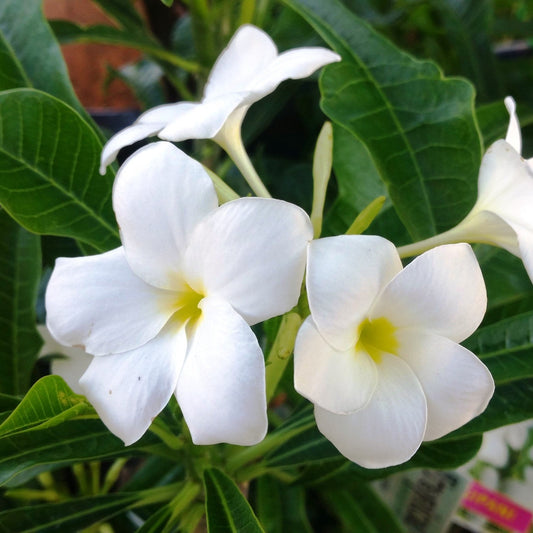  Plumeria Pudica White Champa Plant