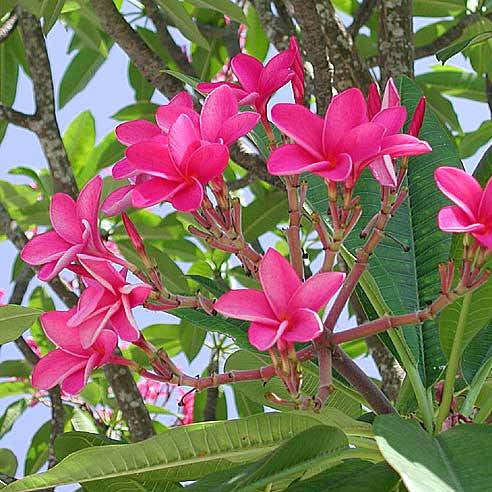  Plumeria Rubra Pink Parfait Champa Plant
