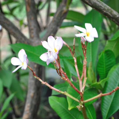  Plumeria Rubra White Champa Plant