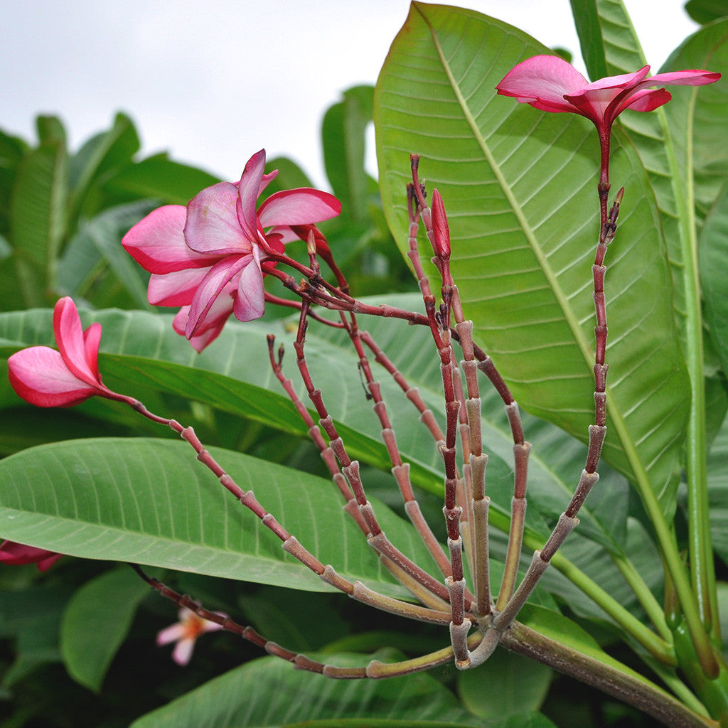  Plumeria Rubra Pink Parfait Champa Plant