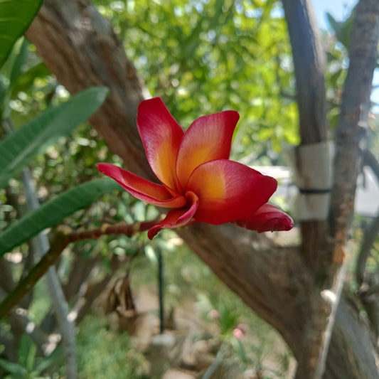  Plumeria Rubra Pretty Princess Plant