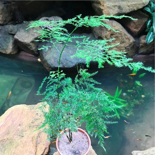  Asparagus Setaceus Plumosus Fern Plant