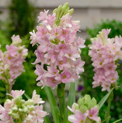  Rajnigandha-Polianthes Tuberosa "Sensation" (Bulbs)
