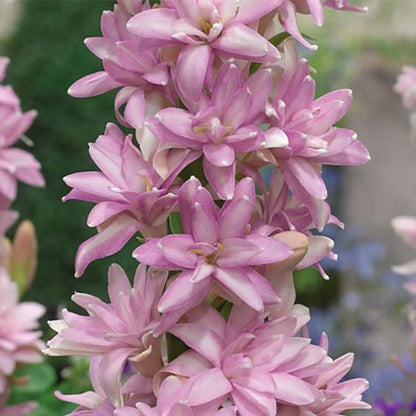  Rajnigandha-Polianthes Tuberosa 'Pink Sapphire' (Bulbs)