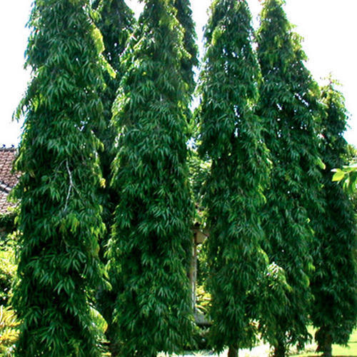  Polyalthia Longifolia - Asopalav
