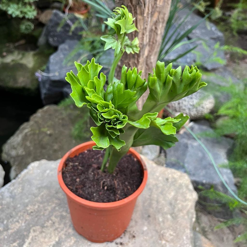  Polypodium Polycarpon Fern Plant
