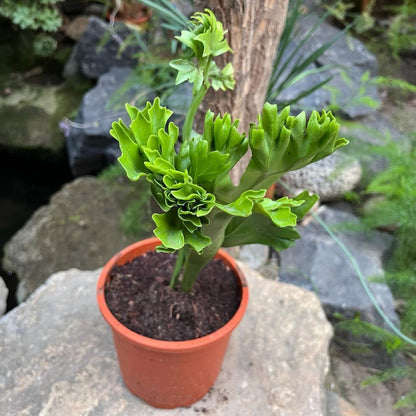  Polypodium Polycarpon Fern Plant