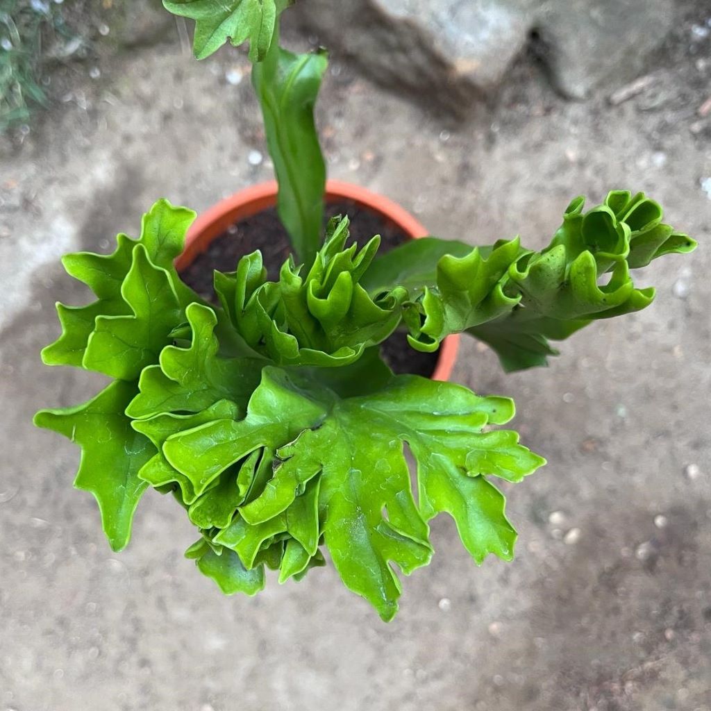  Polypodium Polycarpon Fern Plant