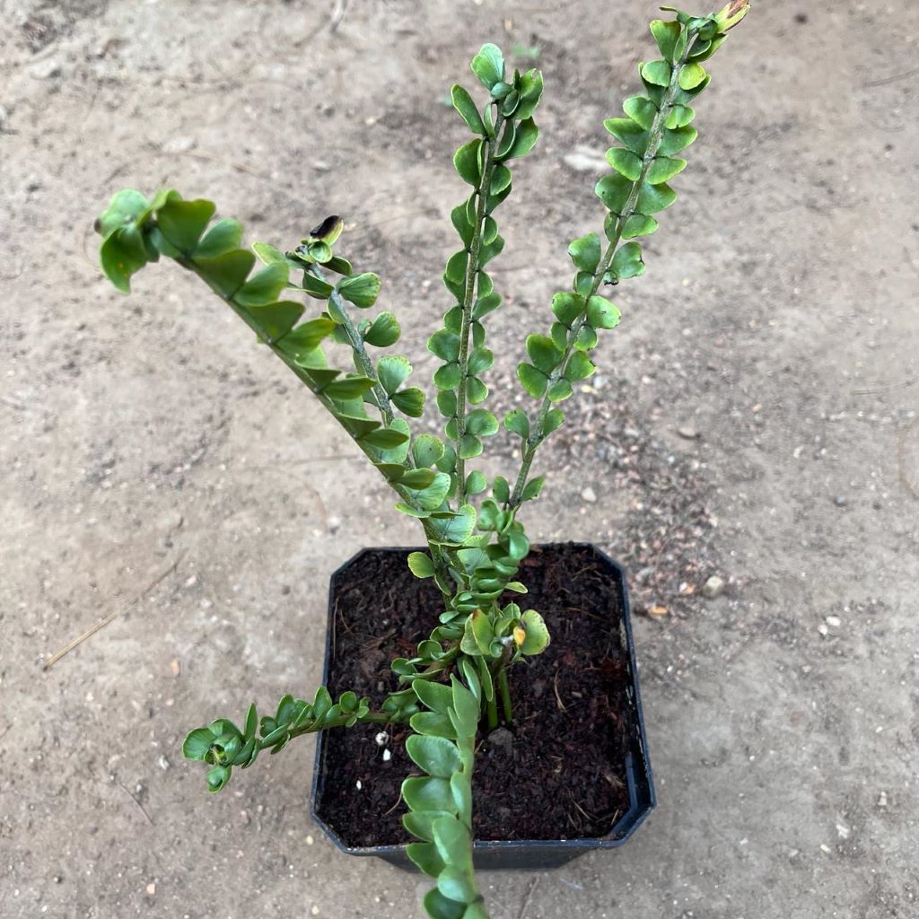  Polypodium Virginianum Fern Plant
