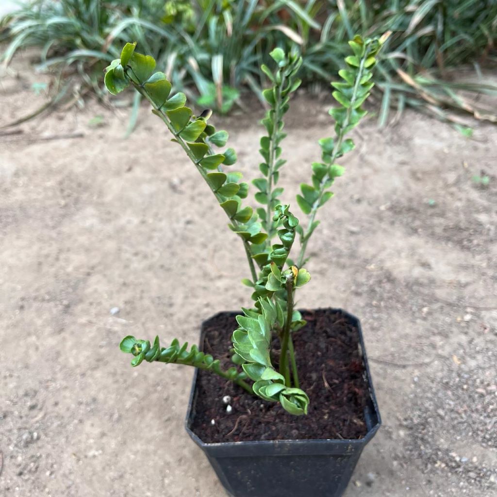 Polypodium Virginianum Fern Plant