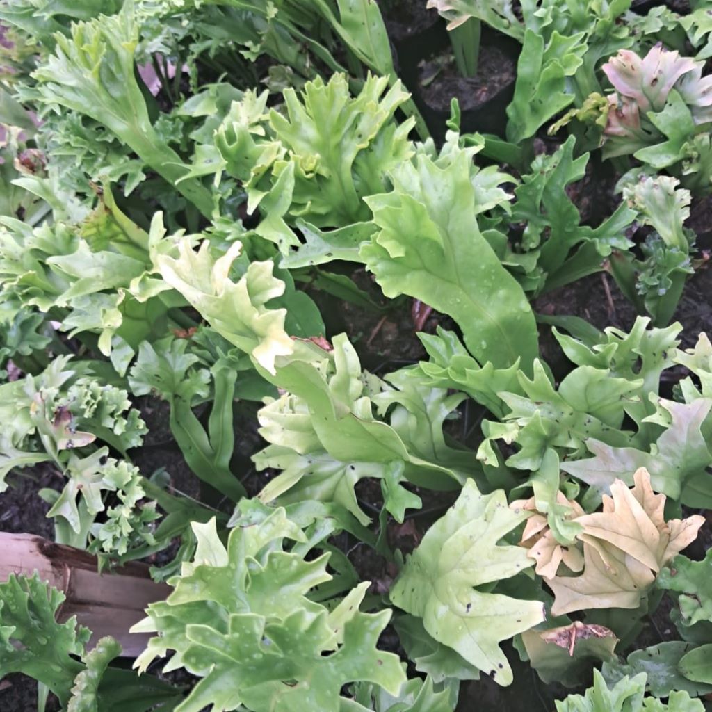  Polypodium Polycarpon Fern Plant