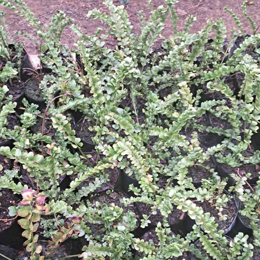  Polypodium Virginianum Fern Plant