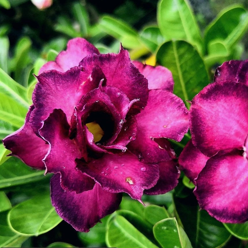  Poppy Violet Adenium Plant