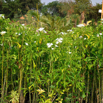  Plumeria Pudica White Champa Plant