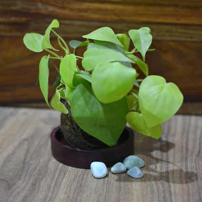  Kokedama Moss Ball Neon Pothos Plant