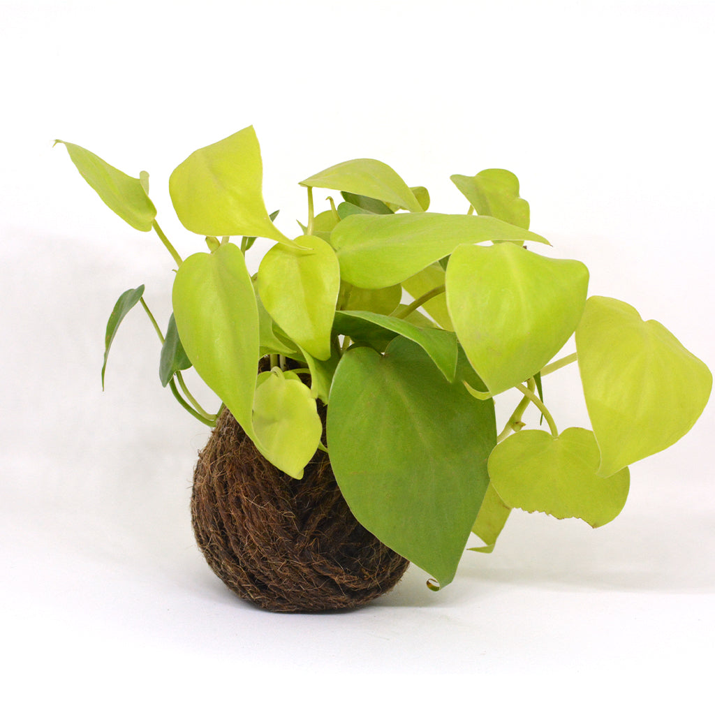  Kokedama Moss Ball Neon Pothos Plant