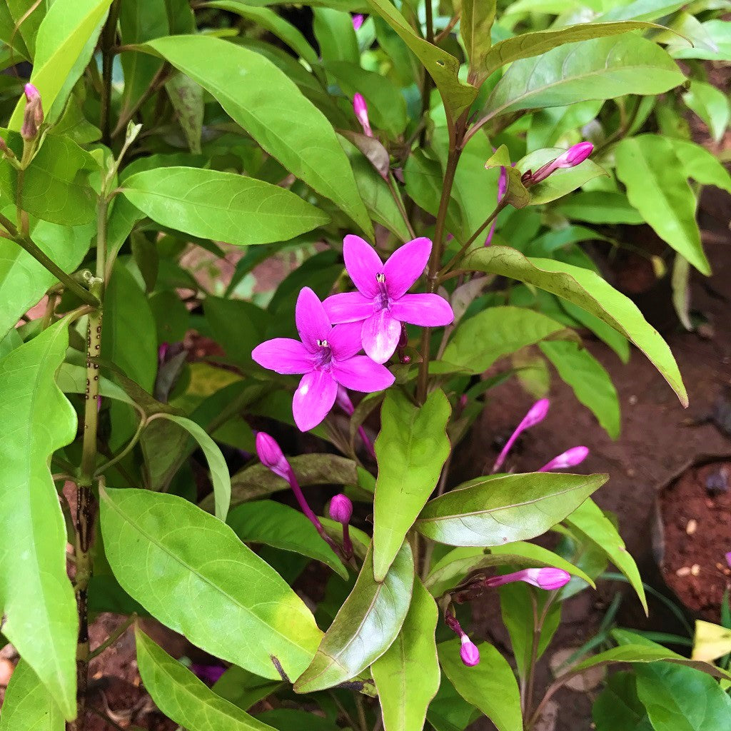  Amethyst Stars Plant