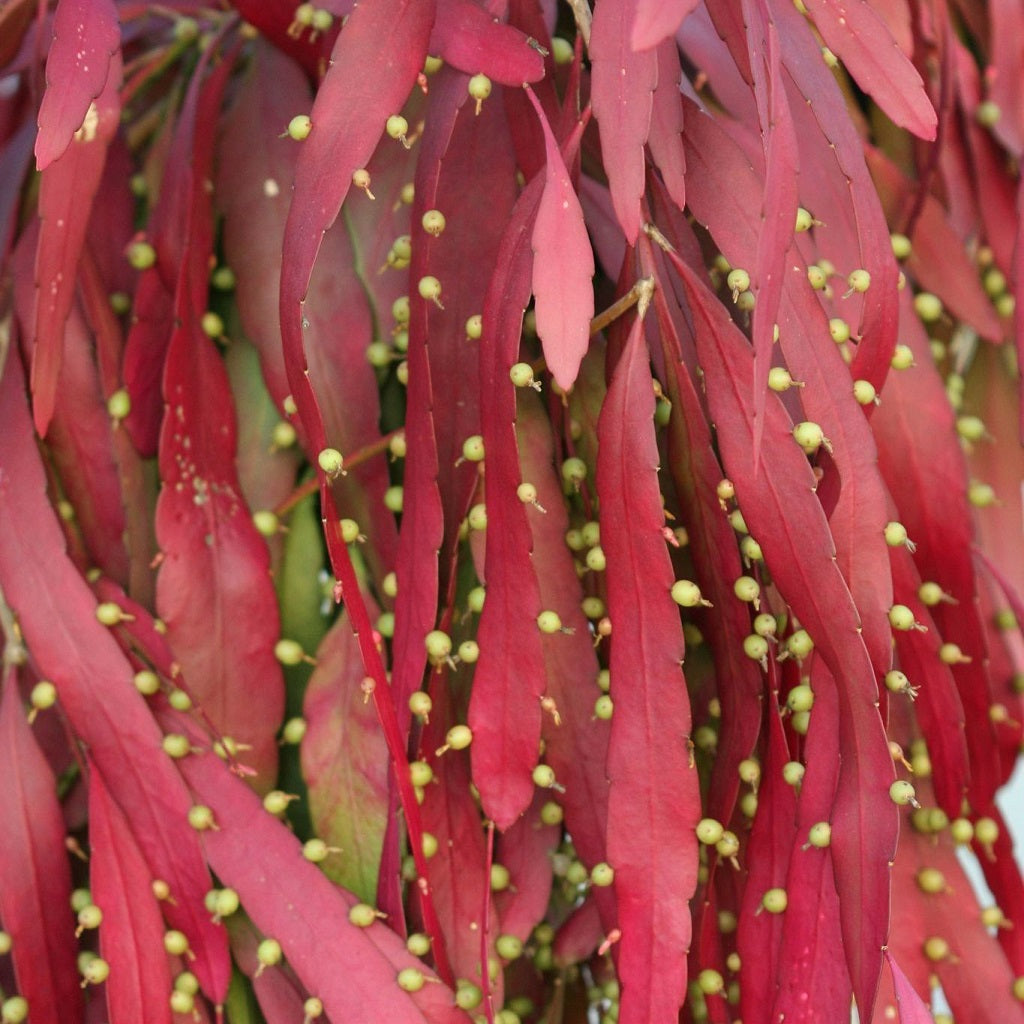  Pseudorhipsalis Ramulosa (Red Rhipsalis) Succulent Plant