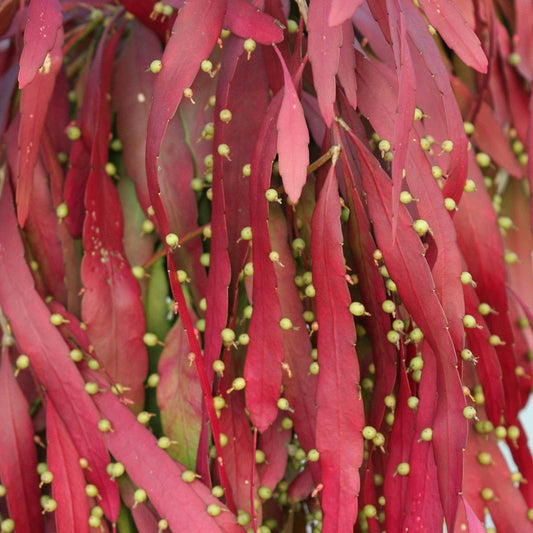  Pseudorhipsalis Ramulosa (Red Rhipsalis) Succulent Plant
