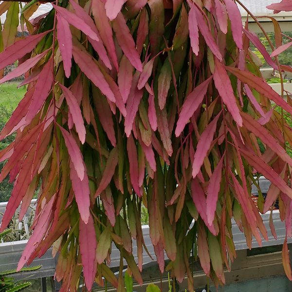  Pseudorhipsalis Ramulosa (Red Rhipsalis) Succulent Plant