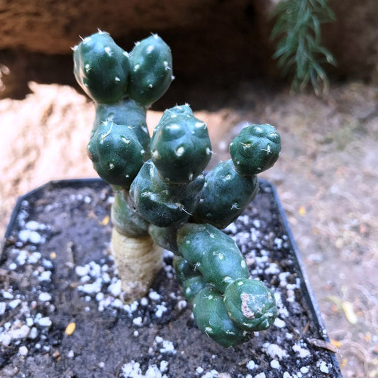  Puna Sp. Nova Cactus Plant