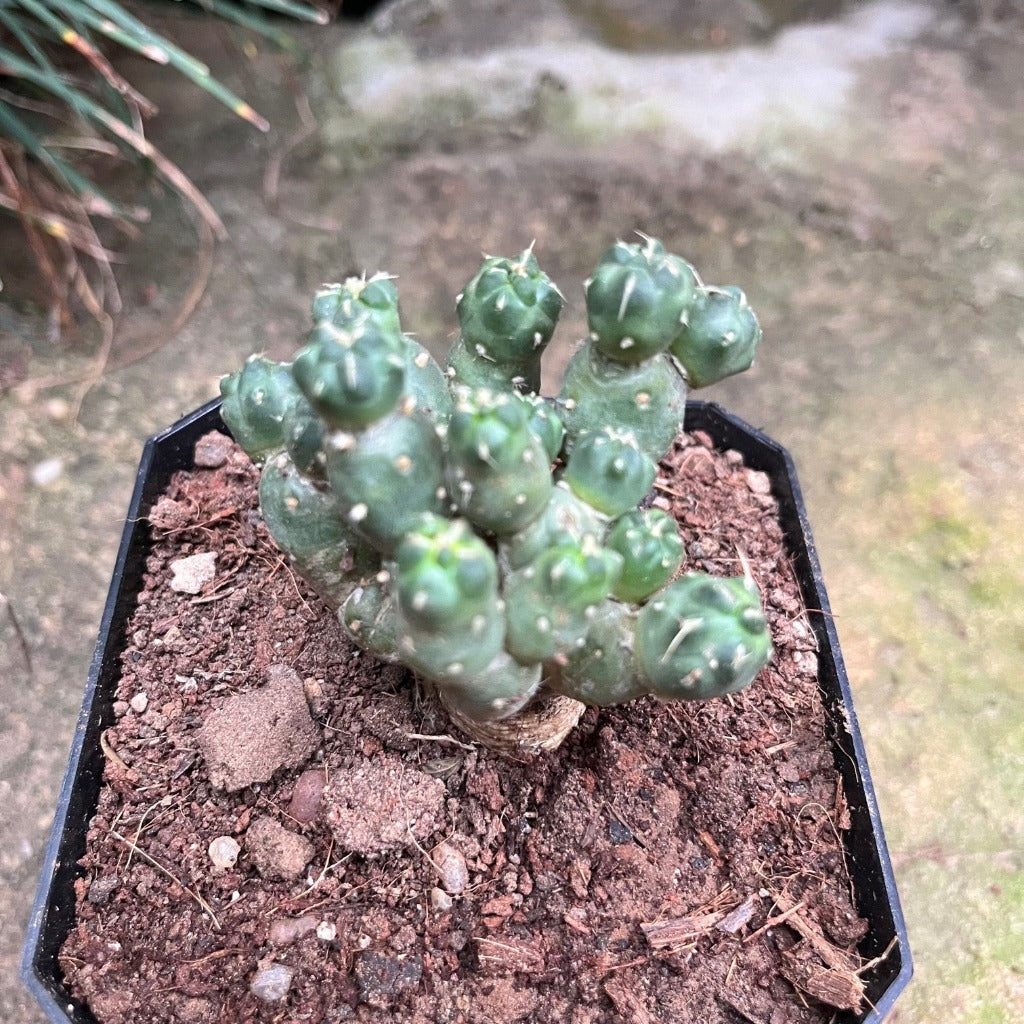  Puna Incahuasi Maihueniopsis Subterranea Cactus Plant