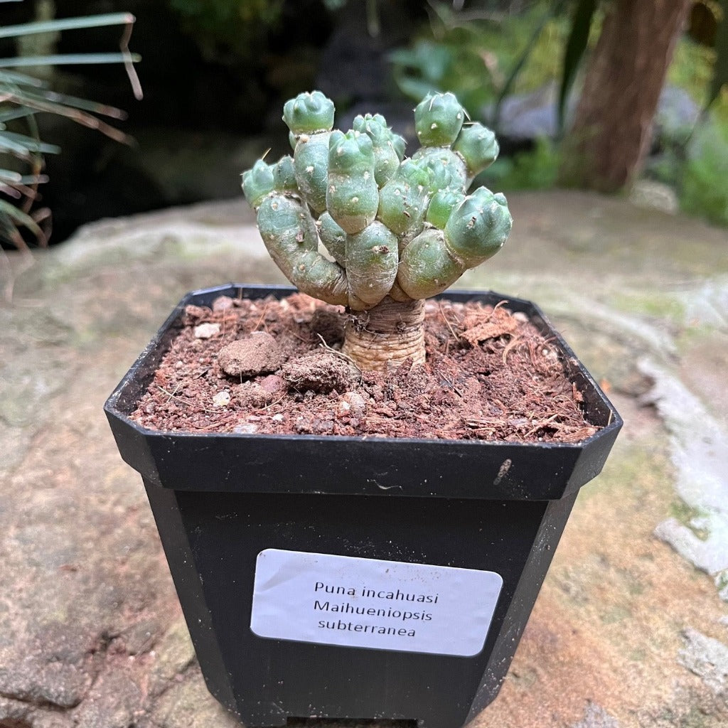  Puna Incahuasi Maihueniopsis Subterranea Cactus Plant