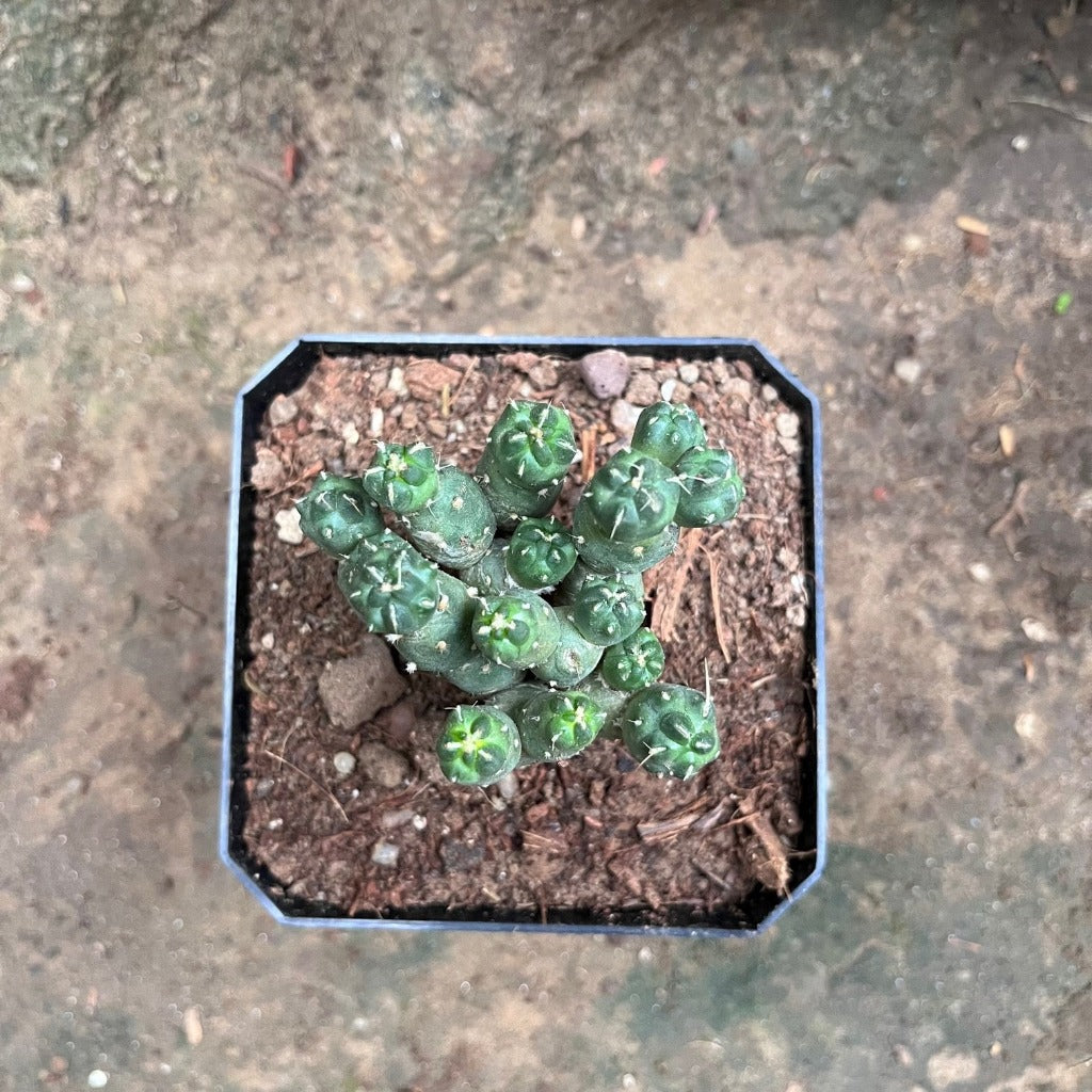  Puna Incahuasi Maihueniopsis Subterranea Cactus Plant